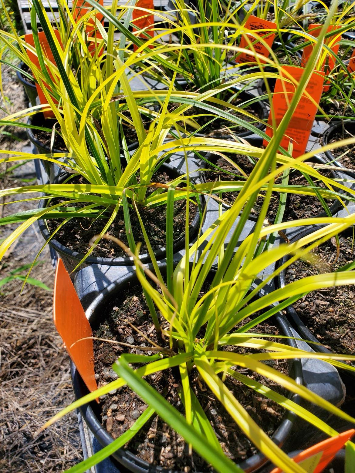 Carex oshimensis --Evergold Sedge--