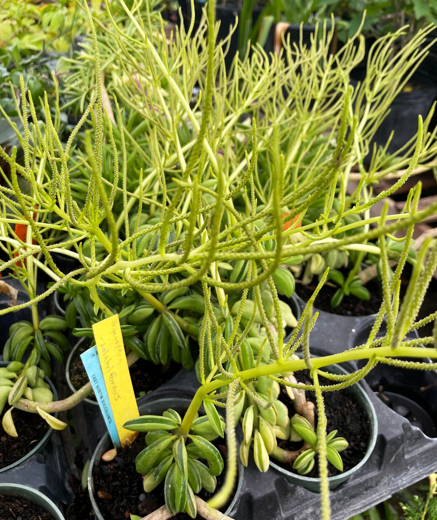 Peperomia axillaris --Taco Peperomia--