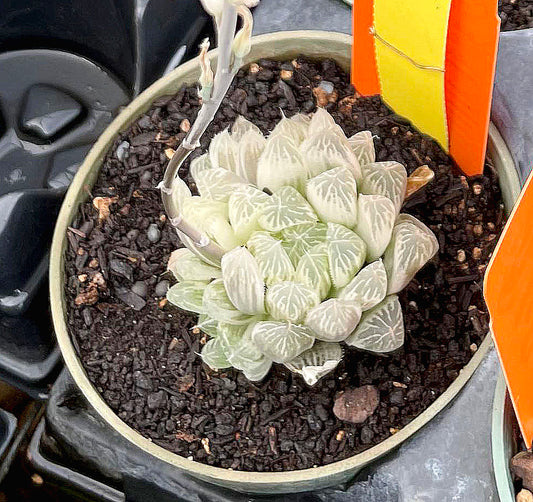 Haworthia cooperi v. pilifera 'Silver Swirl'