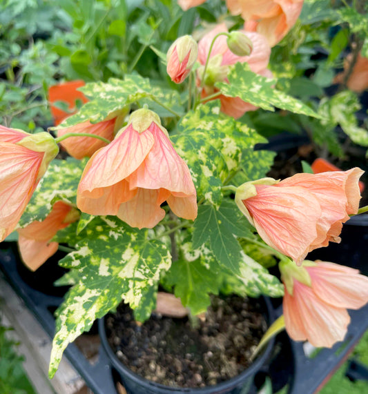 Abutilon --Paisley Flowering Maple--