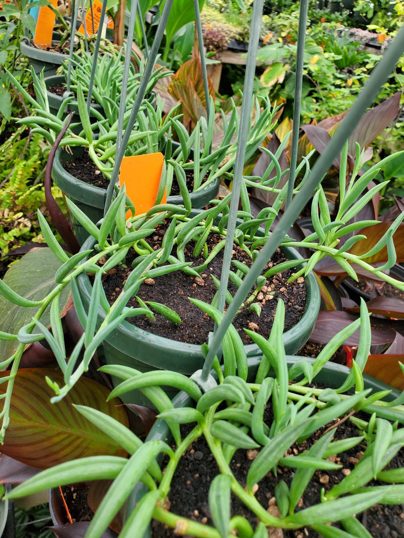 Senecio radicans --String of Fishhooks--