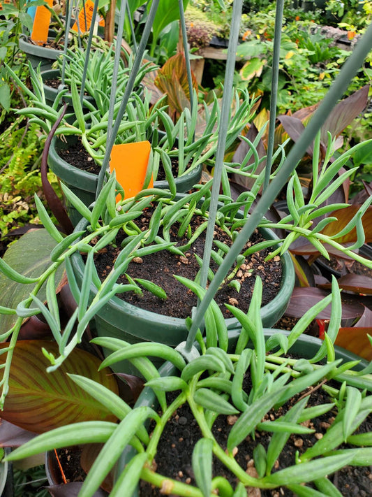 Senecio radicans --String of Fishhooks--