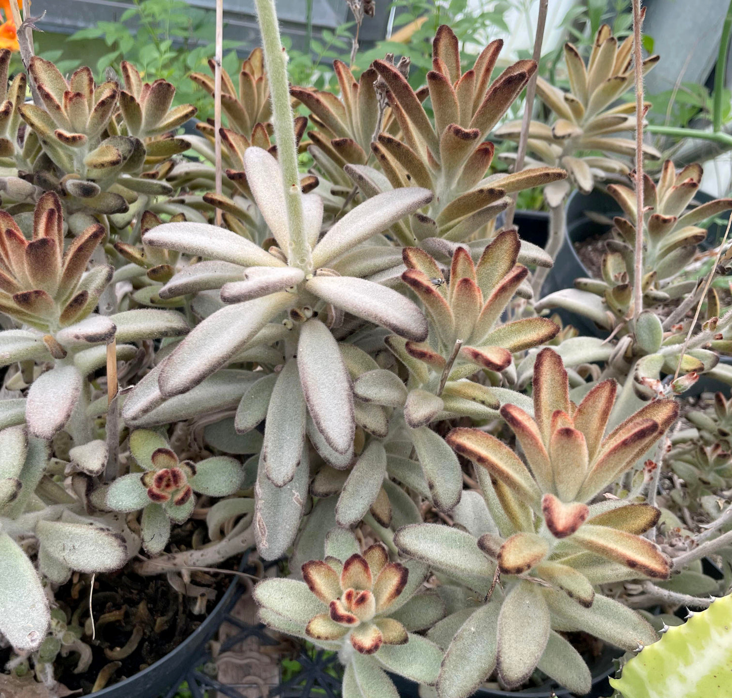 Kalanchoe Tomentosa --Panda Plant--
