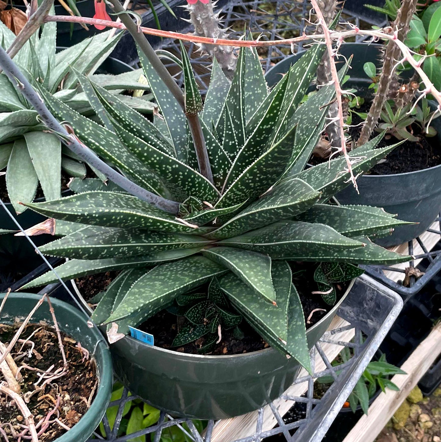 Gasteraloe 'Limpopo'