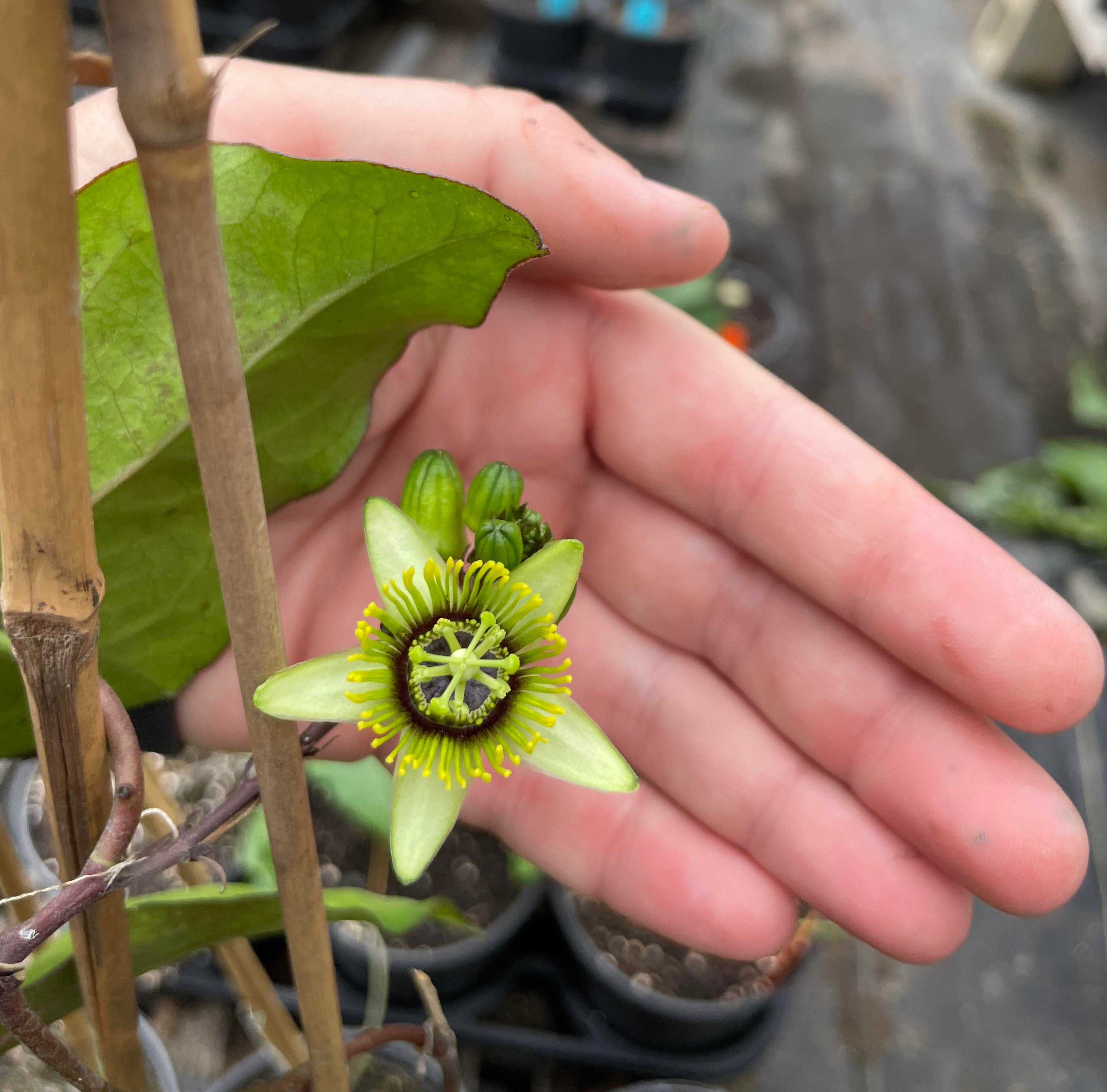 PASSIONFLOWER 'Batwing' Passiflora cori Order Plants Online Austin
