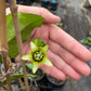 PASSIONFLOWER 'Batwing' --Passiflora coriacea--