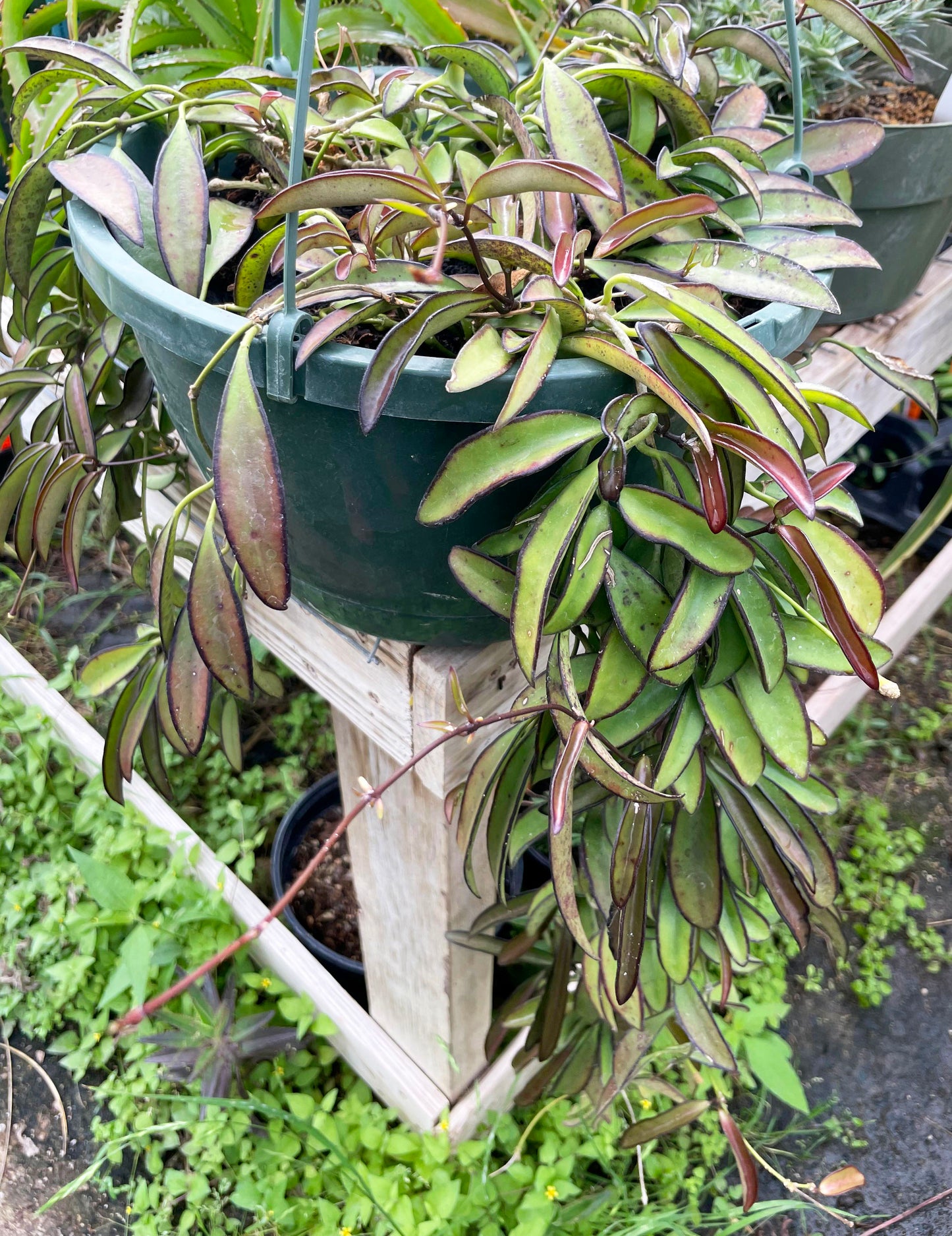 Hoya wayetii --Draping Hoya--