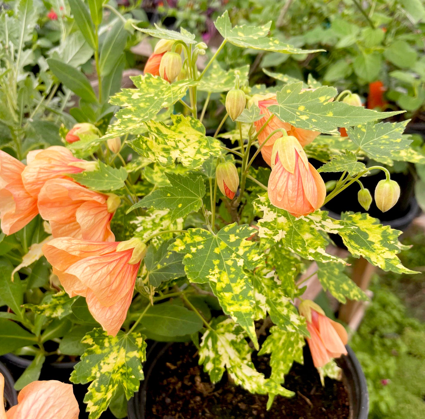 Abutilon --Paisley Flowering Maple--