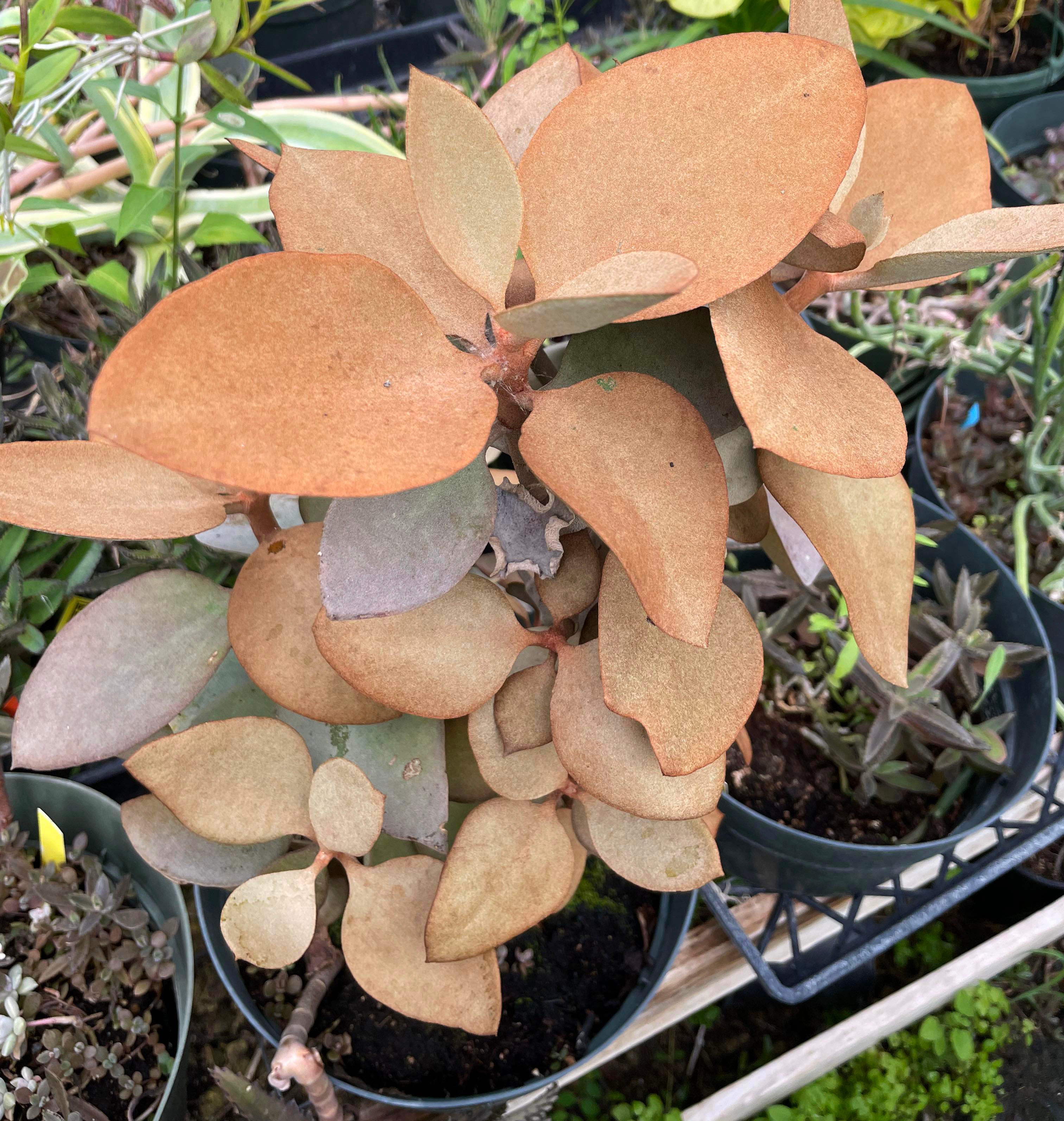 copper leaf succulent Kalanchoe orgyalis 'Copper Spoons'