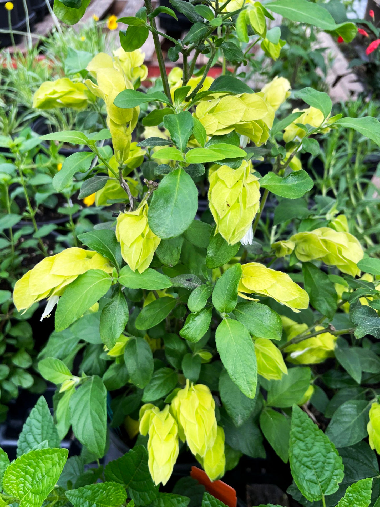 Justicia brandegeana --Lemon Sorbet Shrimp Plant--