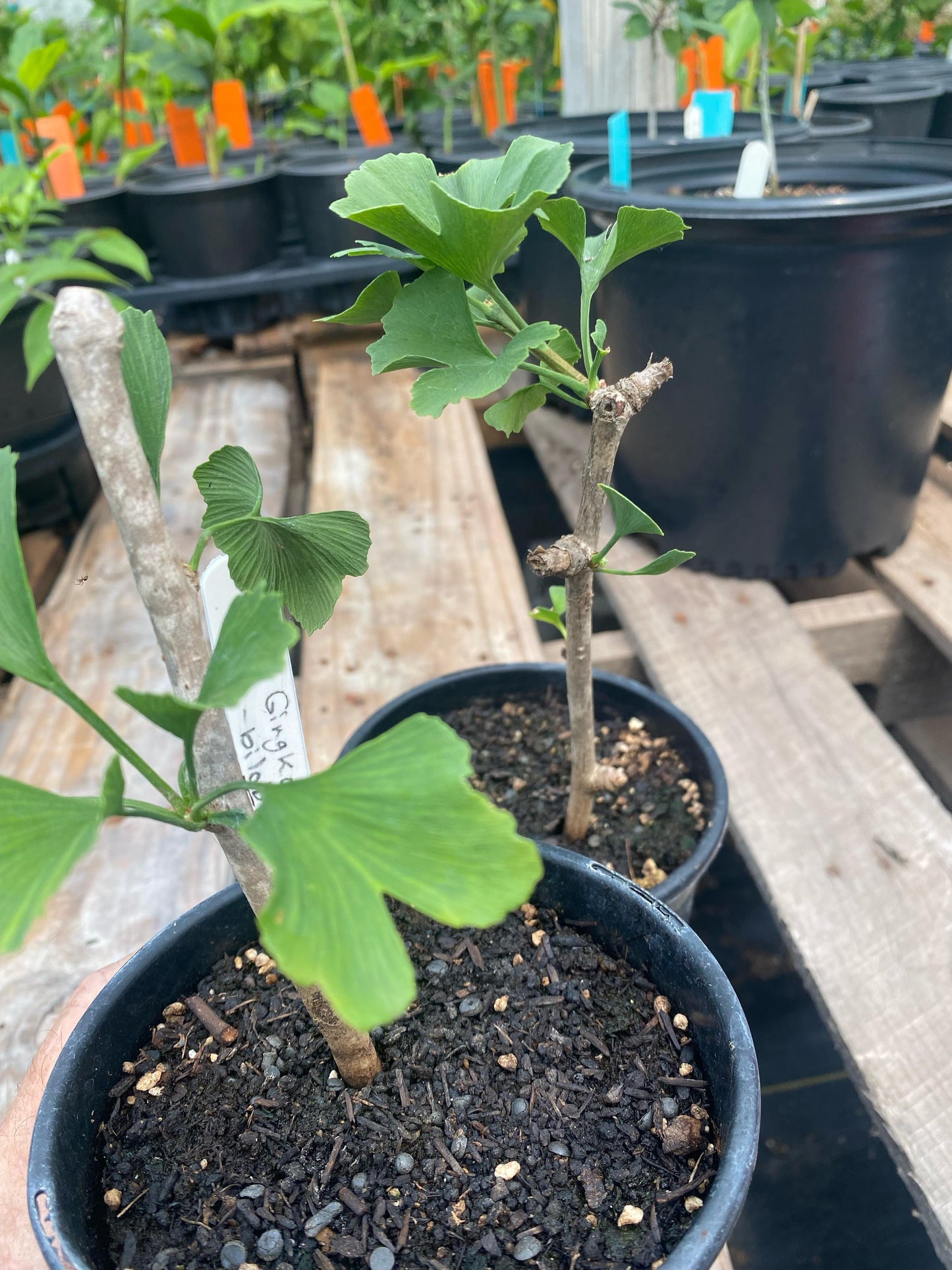 GINKGO --Ginkgo biloba--