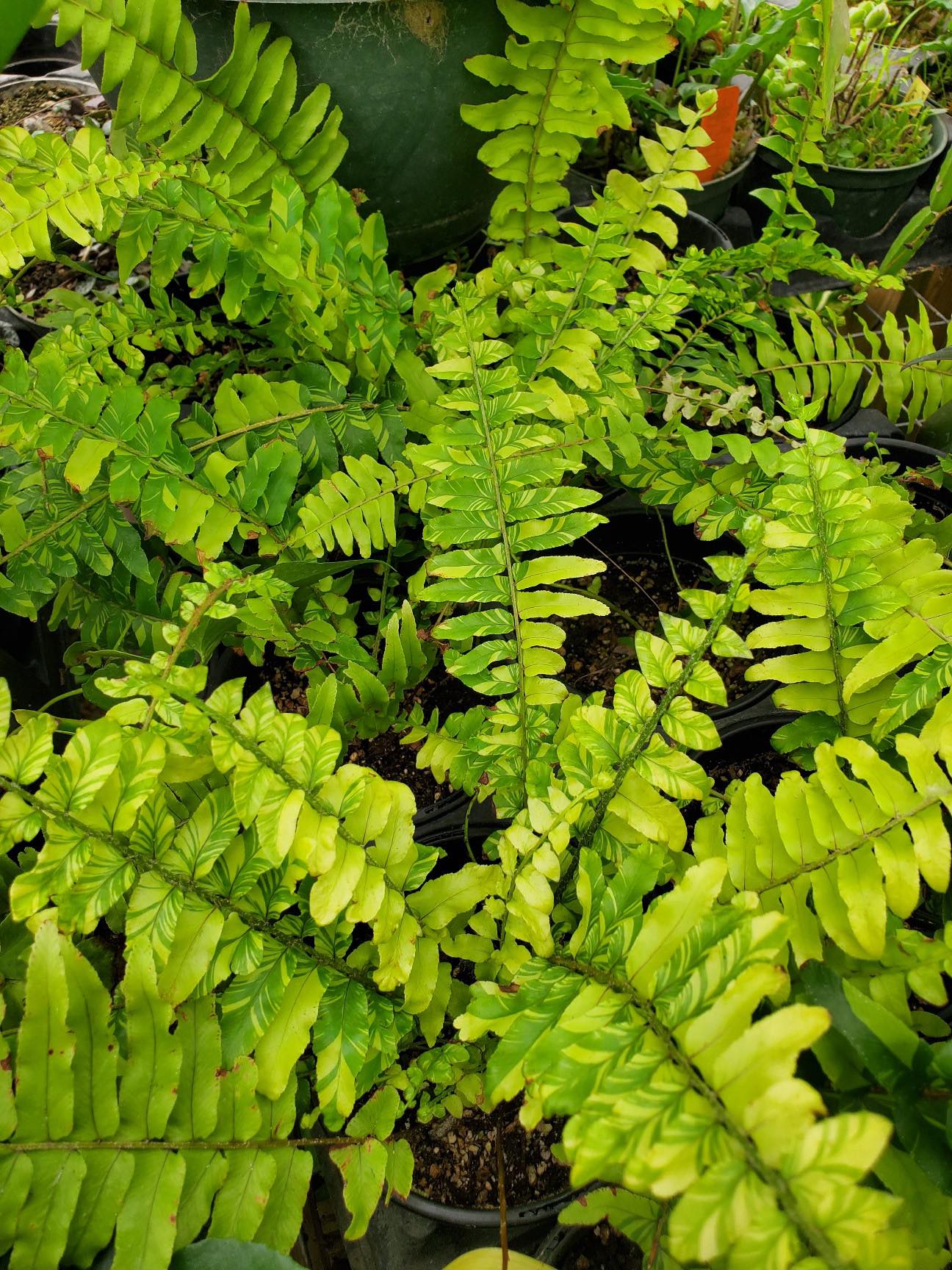 Nephrolepis exaltata --Tiger Boston Fern--