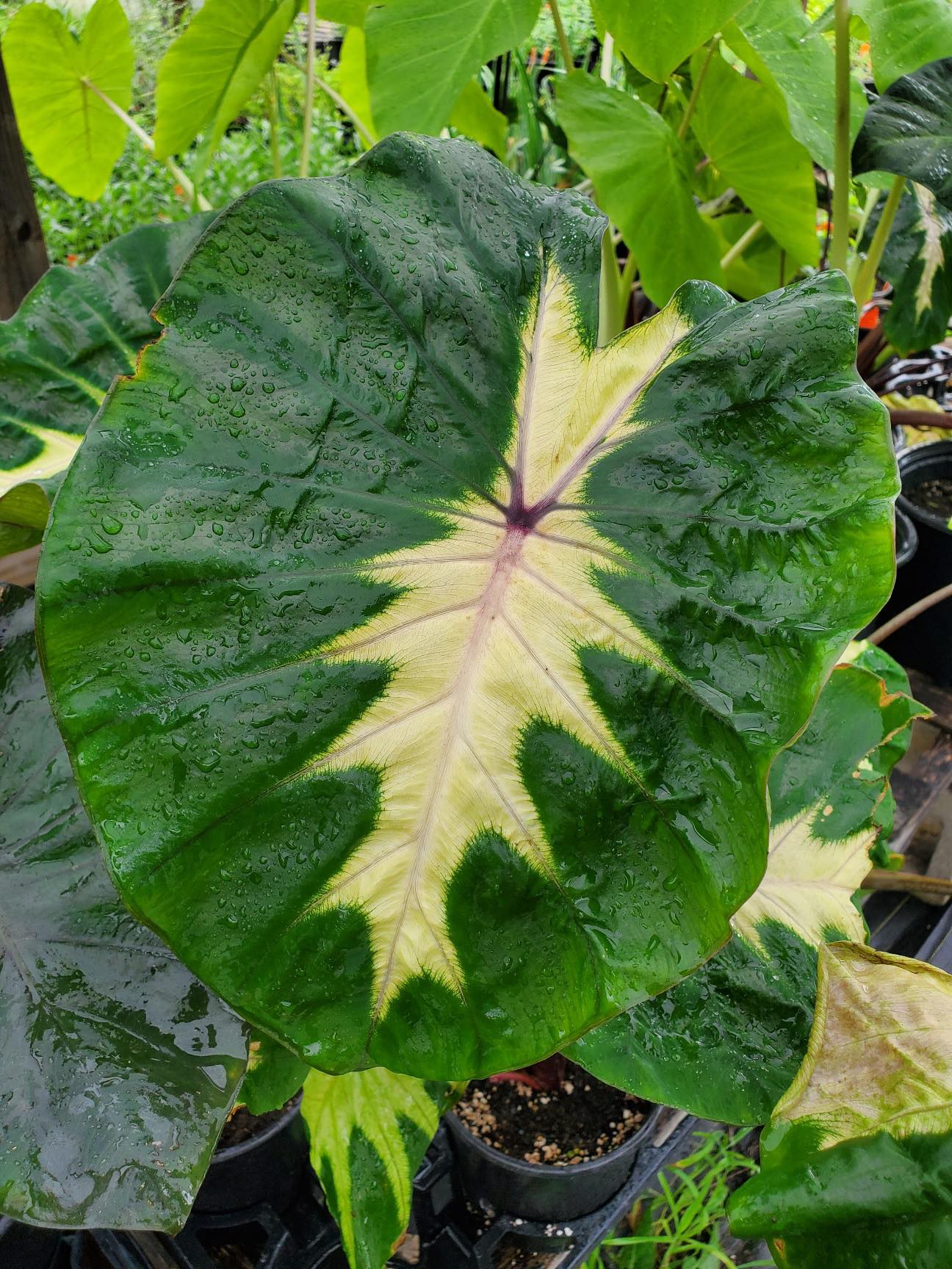 Colocasia esculenta --Purple Burst Elephant Ear--