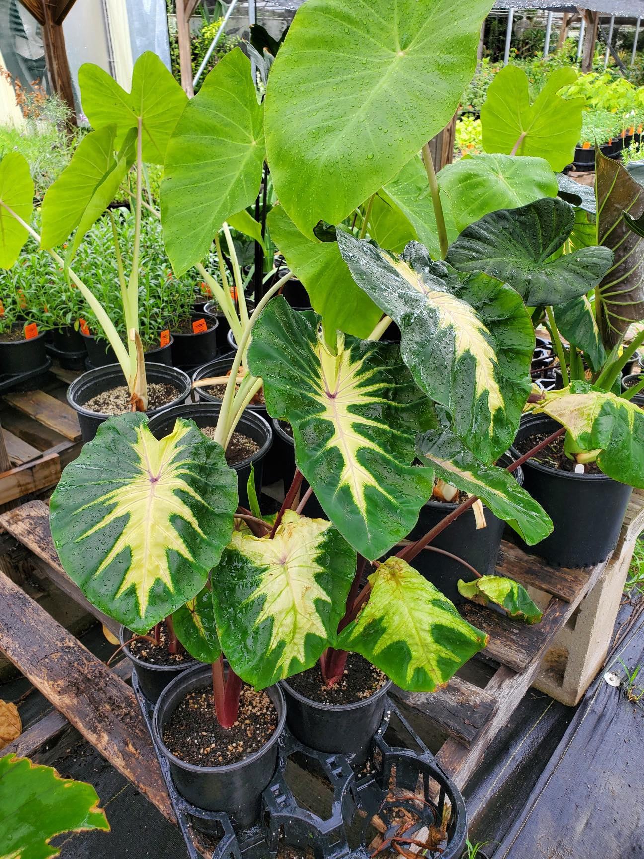 elephant ear green plant facts Colocasia esculenta --Purple Burst Elephant Ear--