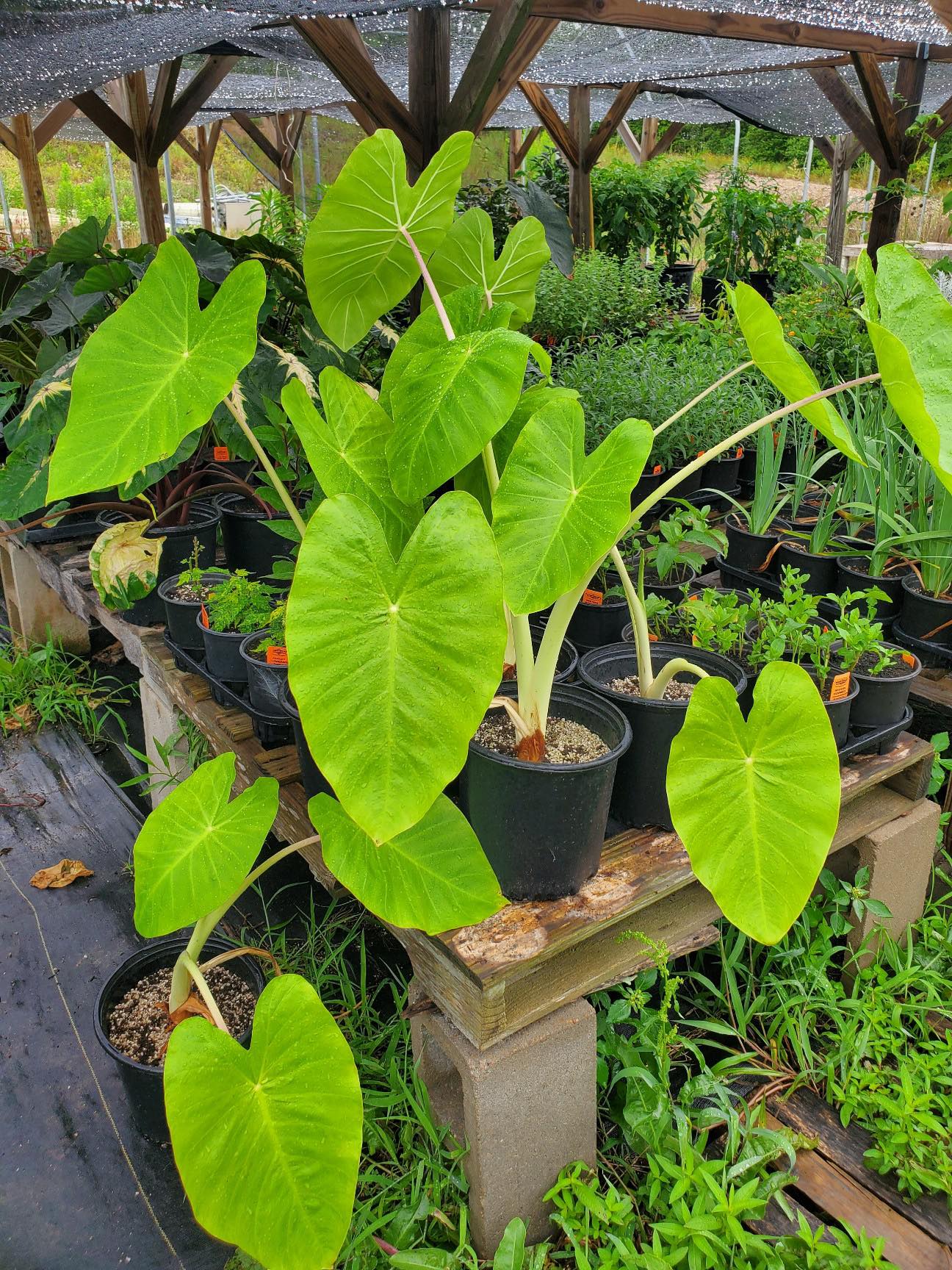 elephant ear plant indoor light Colocasia esculenta --Hawaii Lime Elephant Ear--