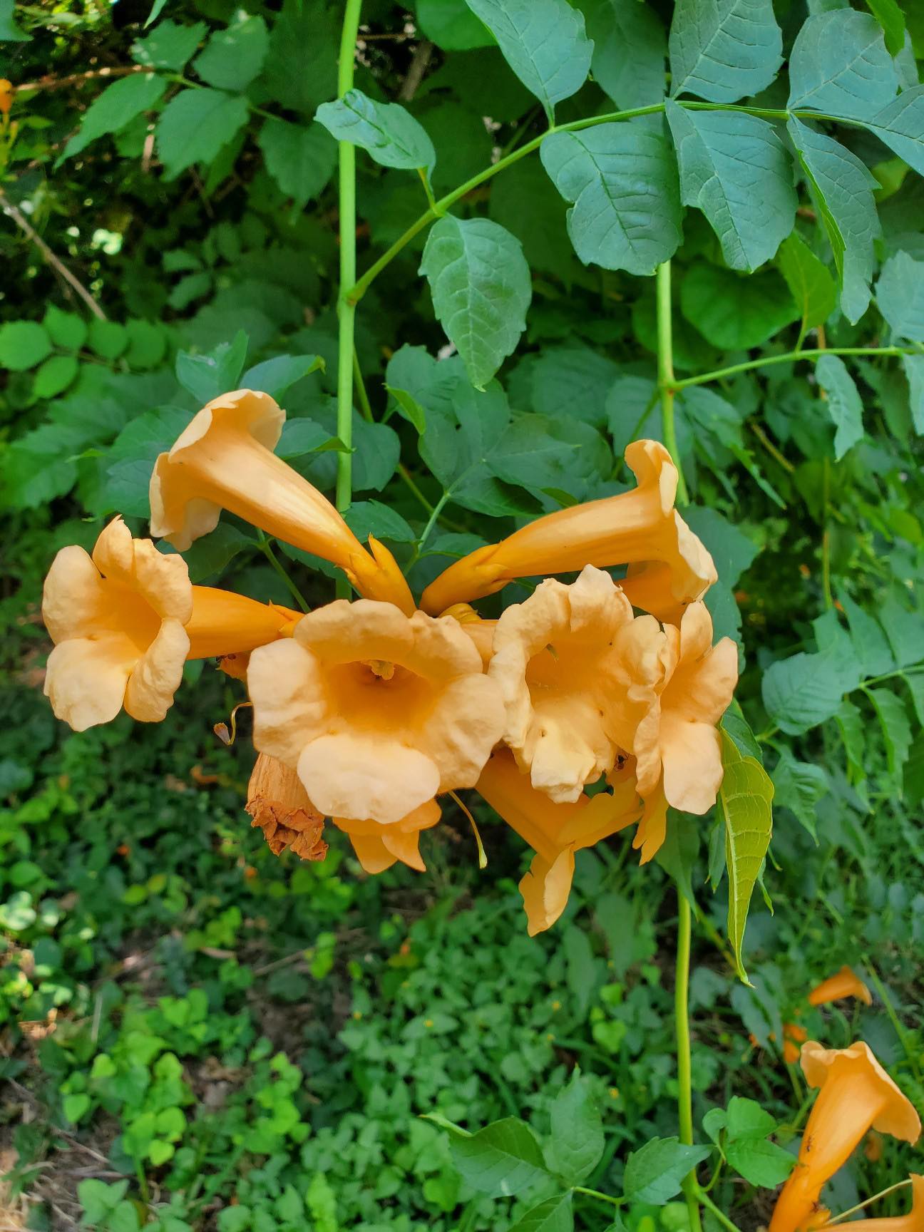 herbicide for trumpet vine Campsis radicans 'Flava' --Yellow Trumpet Vine--