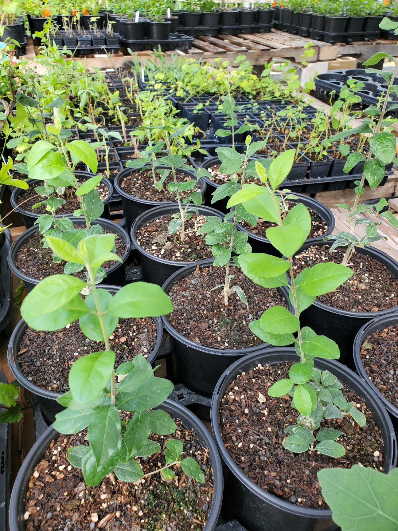 Forestera pubescens --Elbow Bush--