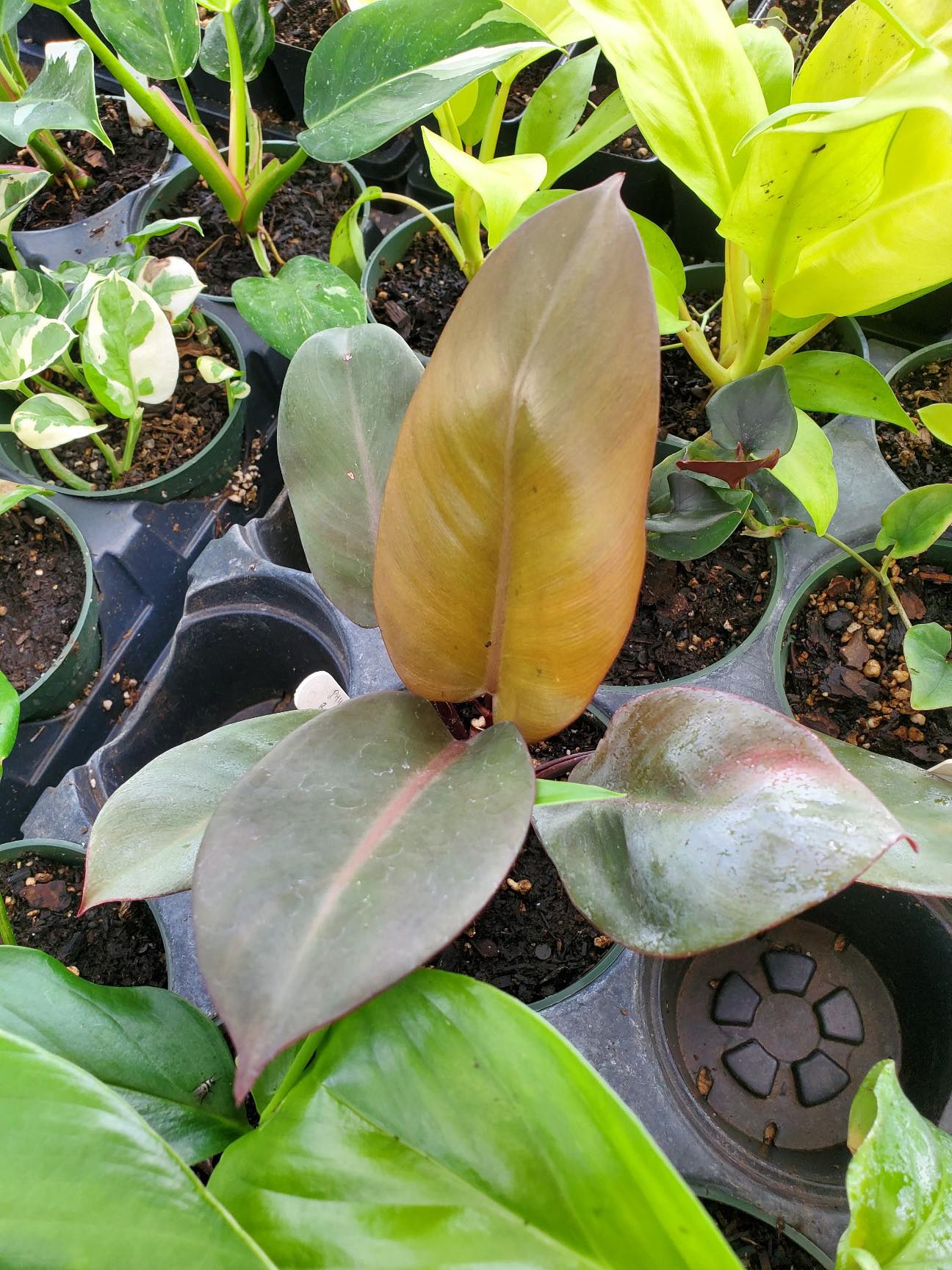 prince albert philodendron Philodendron 'Black Cardinal'