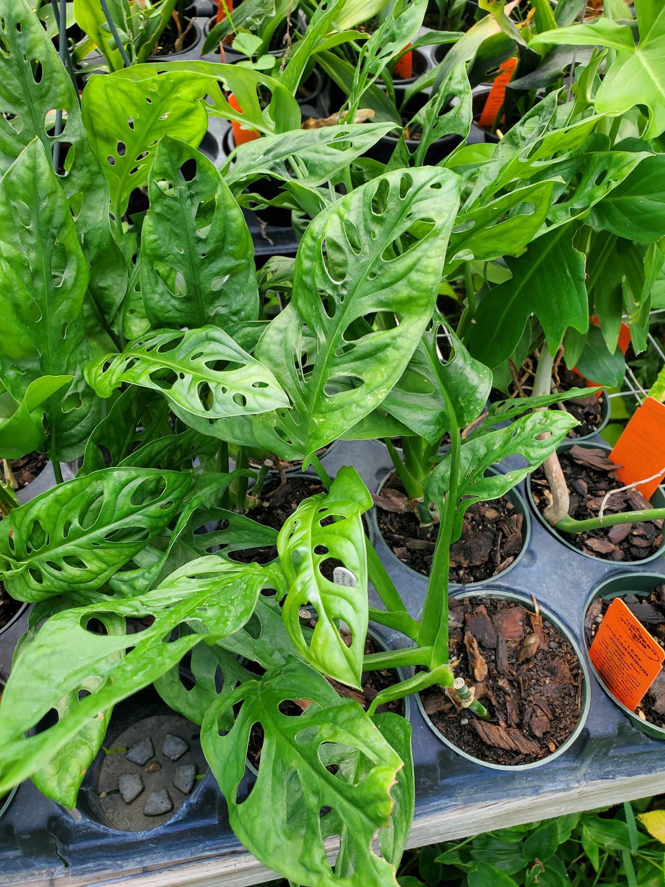 monstera vine plant Monstera adansonii --Swiss Cheese Vine--