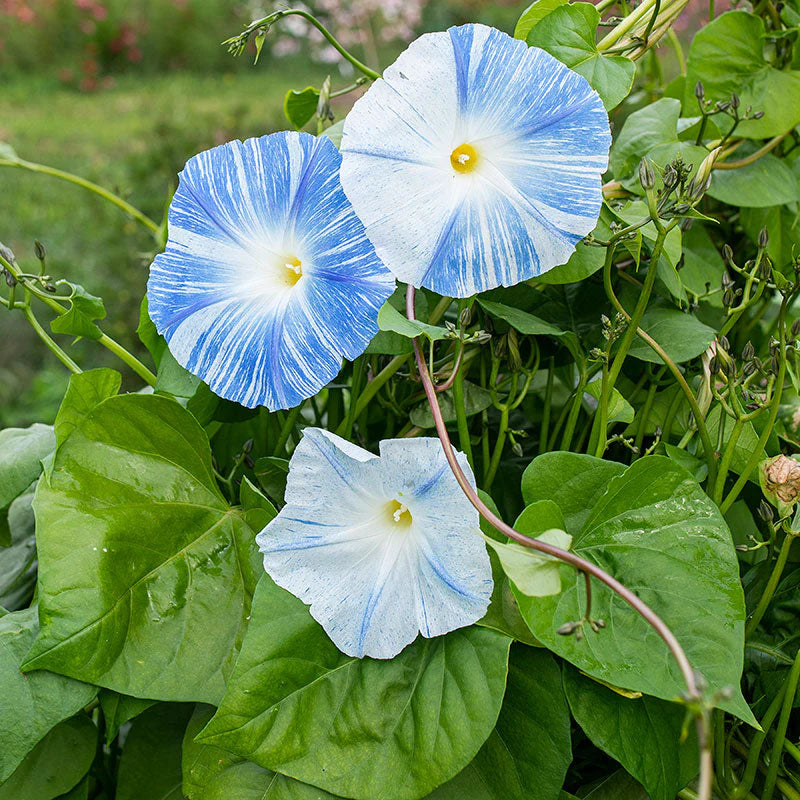 MORNING GLORY 'Flying Saucers'