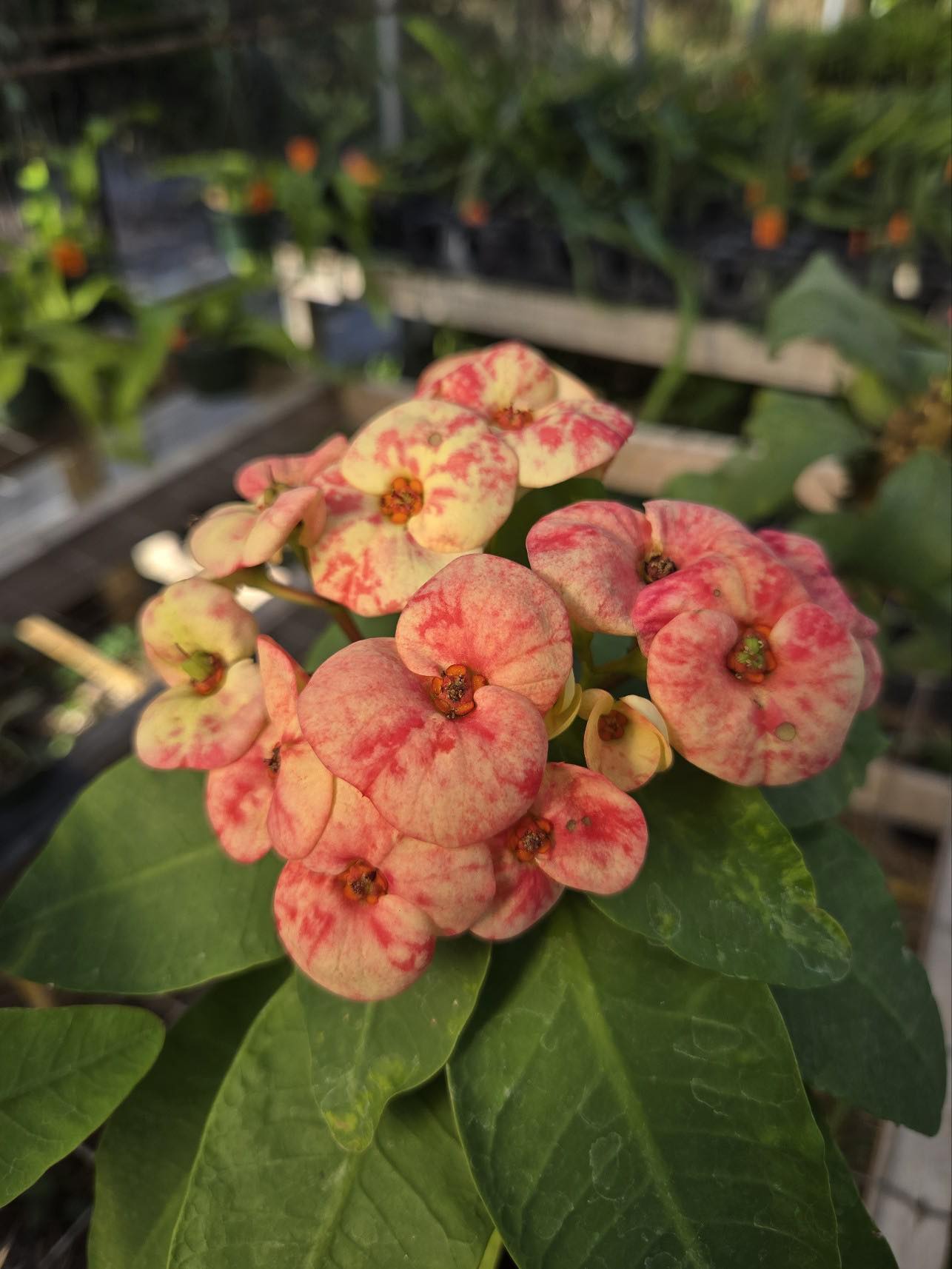succulent crown of thorns Euphorbia milii hybrid --Speckled Sweetheart Crown of Thorns--