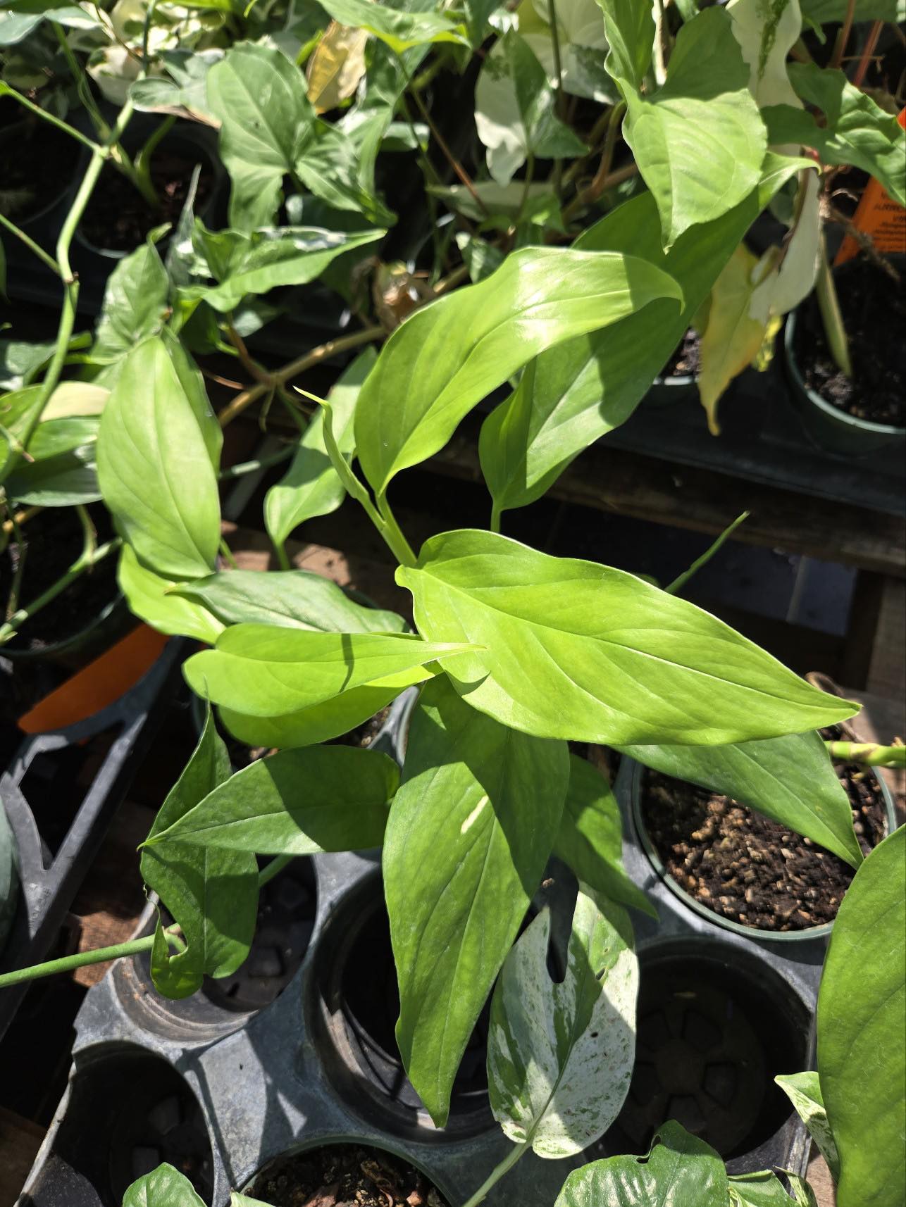 monstera acacoyaguensis Monstera acacoyaguensis