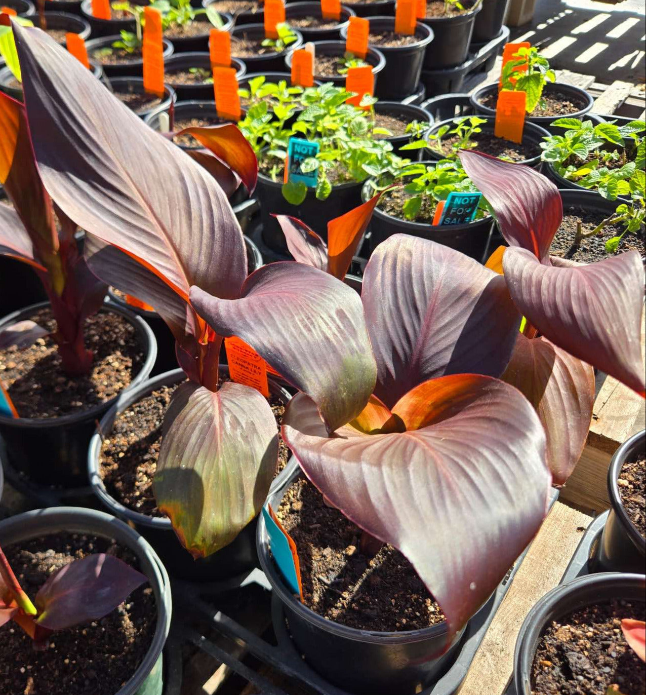 Canna x generalis 'Sangria' (Unstable Hybrid)