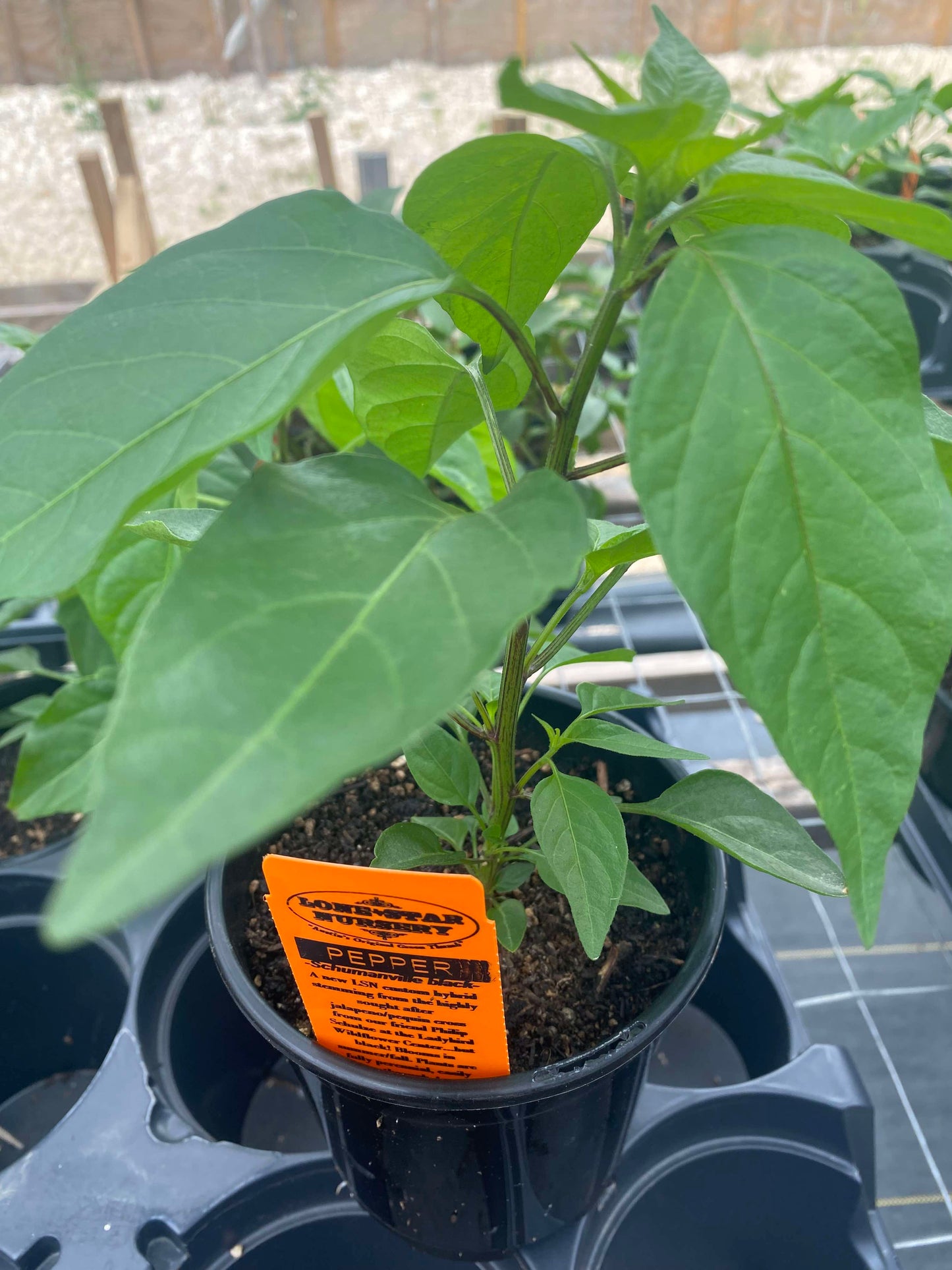 PEPPER 'Black Schumanville Grande' --Capsicum annuum--