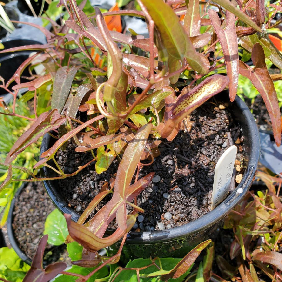 Aristolochia watsonii --Watson's Pipevine--