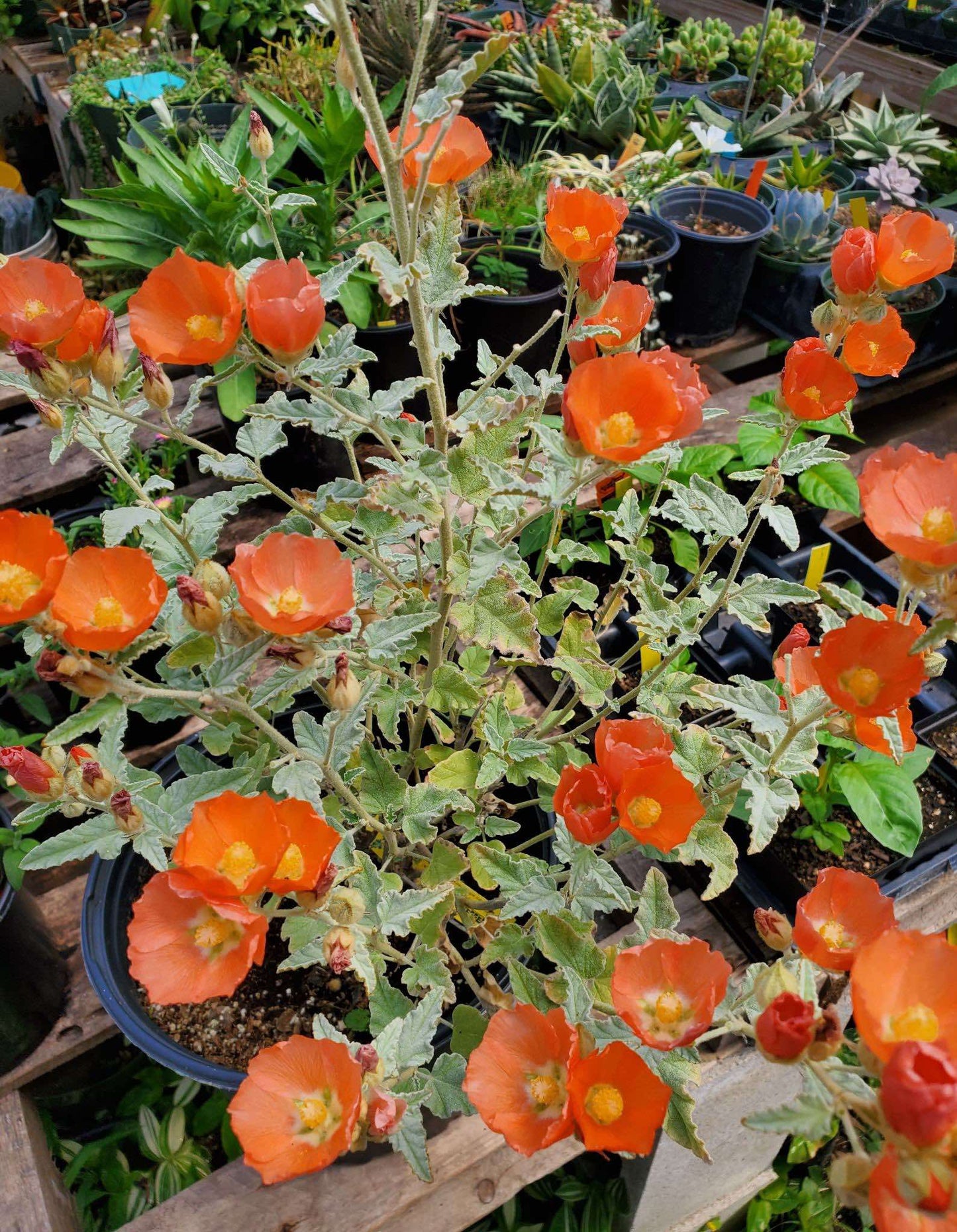 Sphaeralcea ambigua --Fuzzy Apricot Globemallow--