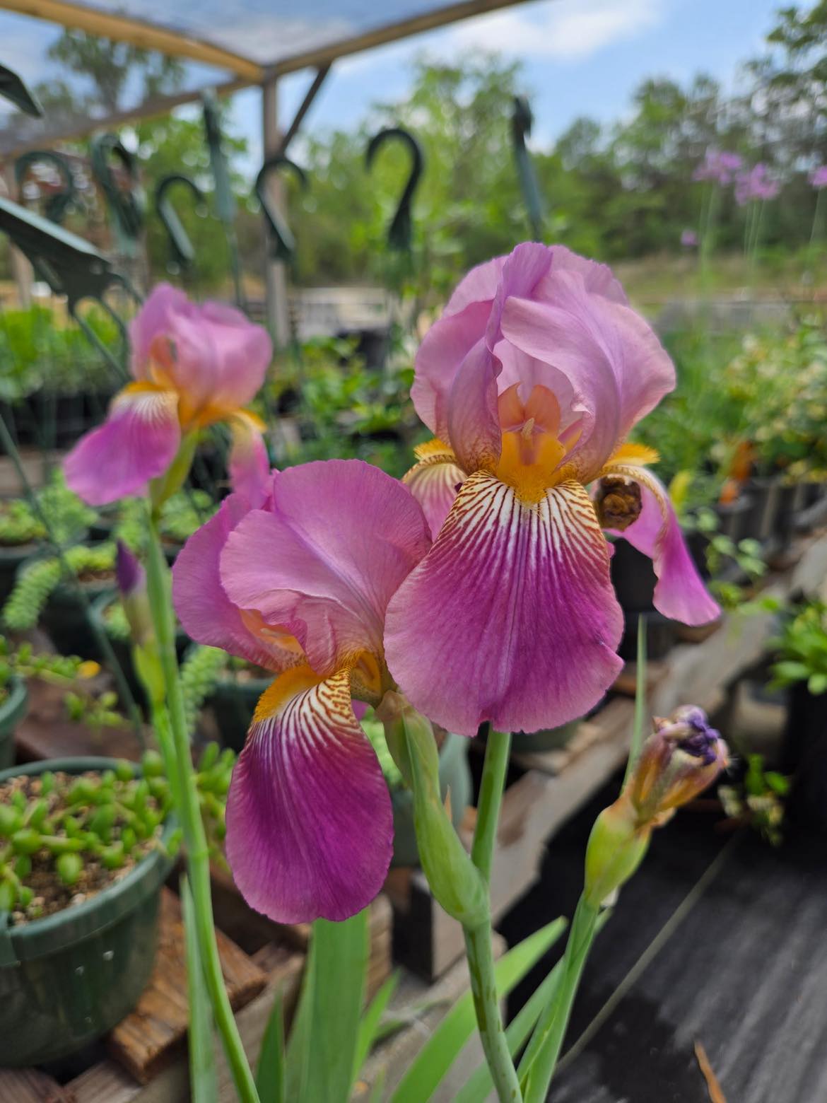 Iris germanica --Purple & Yellow Bearded Iris--