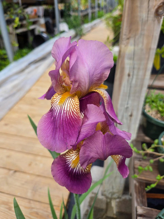 Iris germanica --Purple & Yellow Bearded Iris--