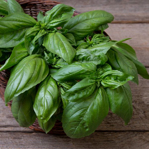 BASIL 'Gustoso' --Ocimum basilicum--