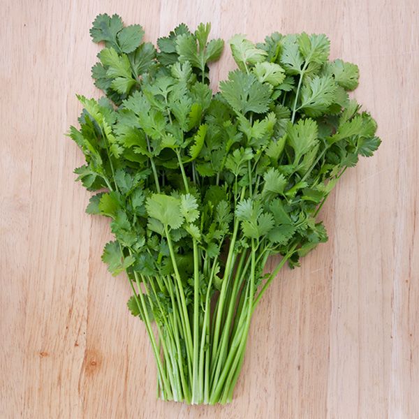 CILANTRO 'Santo' --Coriandrum sativum--