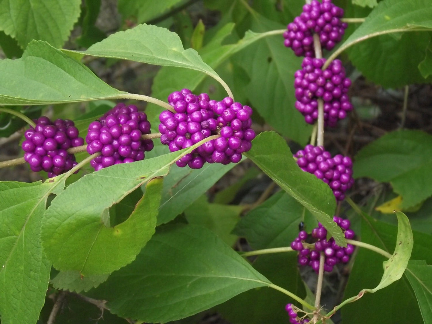 BEAUTYBERRY 'American' --Callicarpa americana--