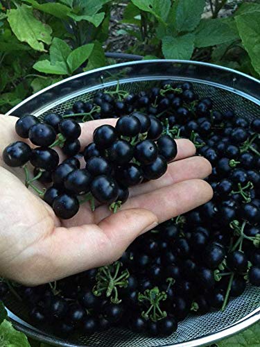 WONDERBERRY --Solanum burbankii--