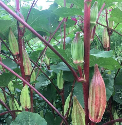 OKRA 'Hill Country Red'