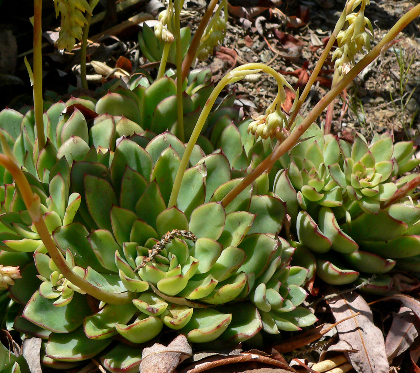 Echeveria pulidonis --Pulido's Echeveria--