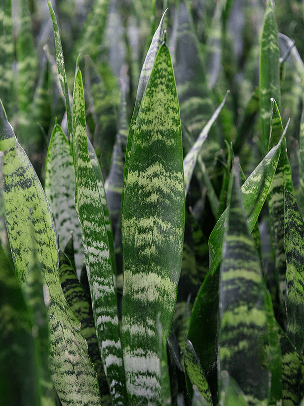 Sansevieria trifasciata --Black Coral Snake Plant--