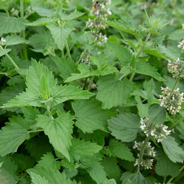 CATNIP --Nepeta catana--