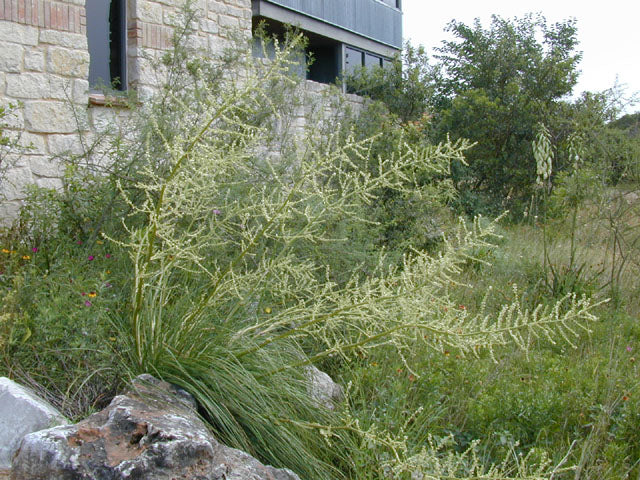 Nolina lindheimeriana --Devil's Shoestring Ribbon Grass--