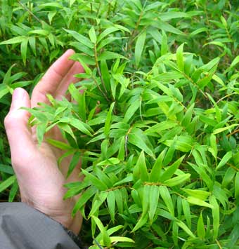Bambusa multiplex 'Riviereorum' --Chinese Goddess Clumping Bamboo--