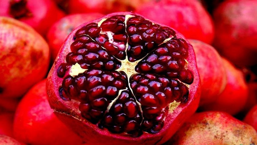 POMEGRANATE 'Iranian Red' --Punica granatum 'Iranian'--
