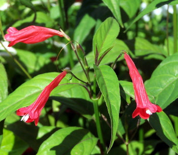 Ruellia brevifolia --Red Christmas Pride Ruellia--