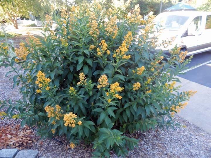 Cestrum diurnum x nocturnum 'Orange Peel'
