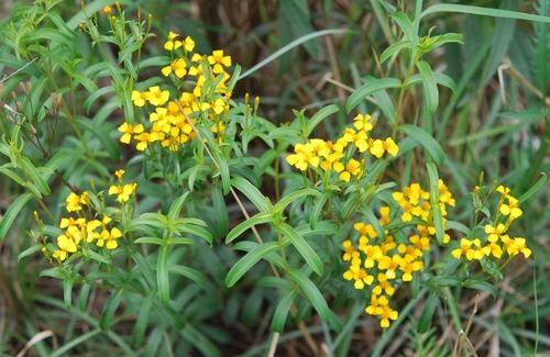 TARRAGON 'Mexican' --Tagetes lucida--