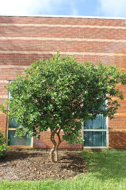 GUAVA 'Lemon' --Psidium cattleyanum 'Littorale'--