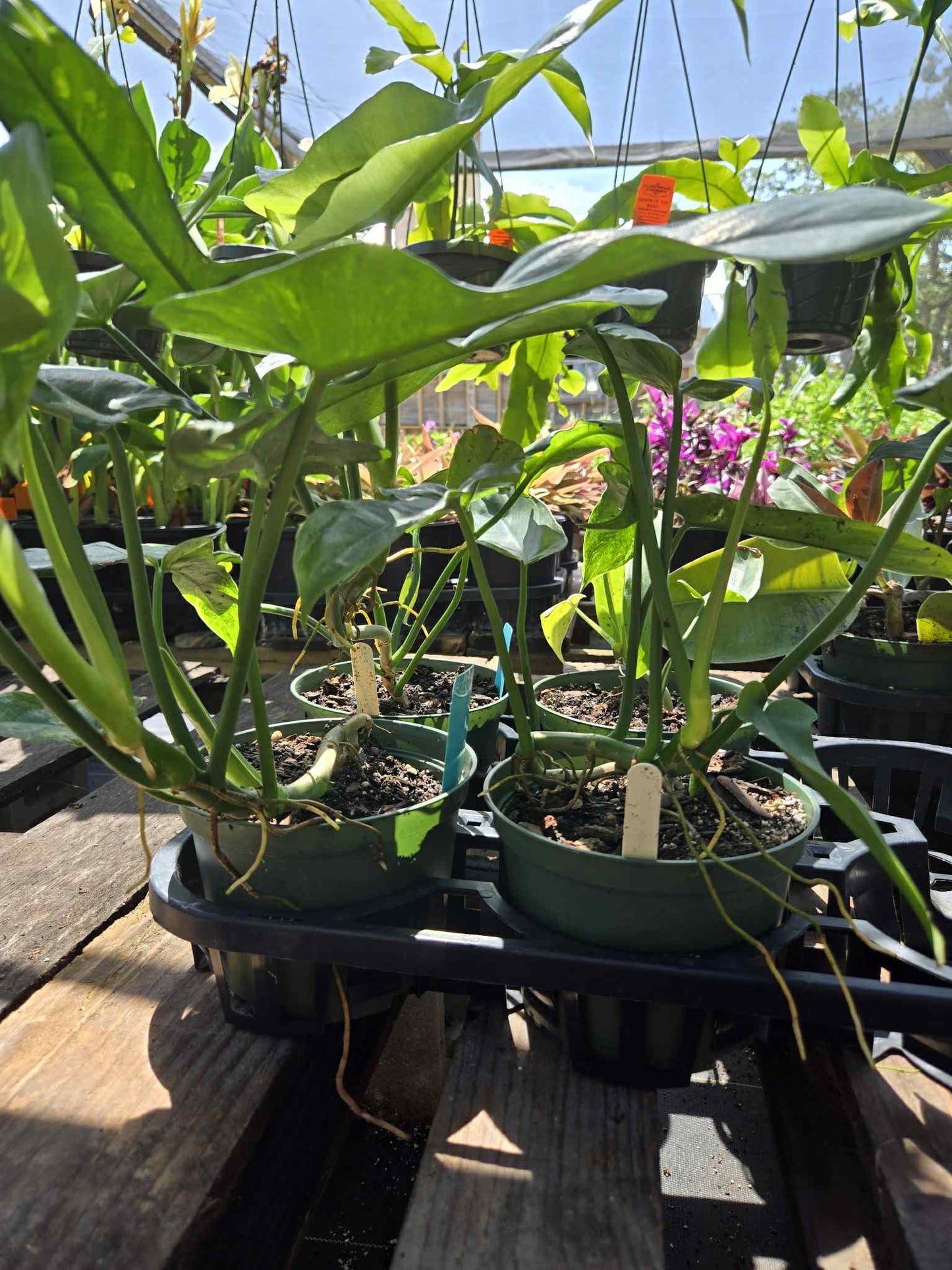 Philodendron bipennifolium 'Splash Gordon'