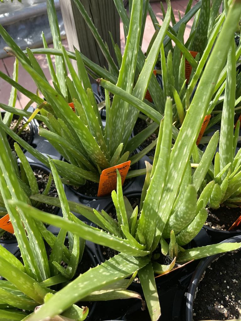 ALOE VERA 'Small-Leaf' --Aloe barbadensis--