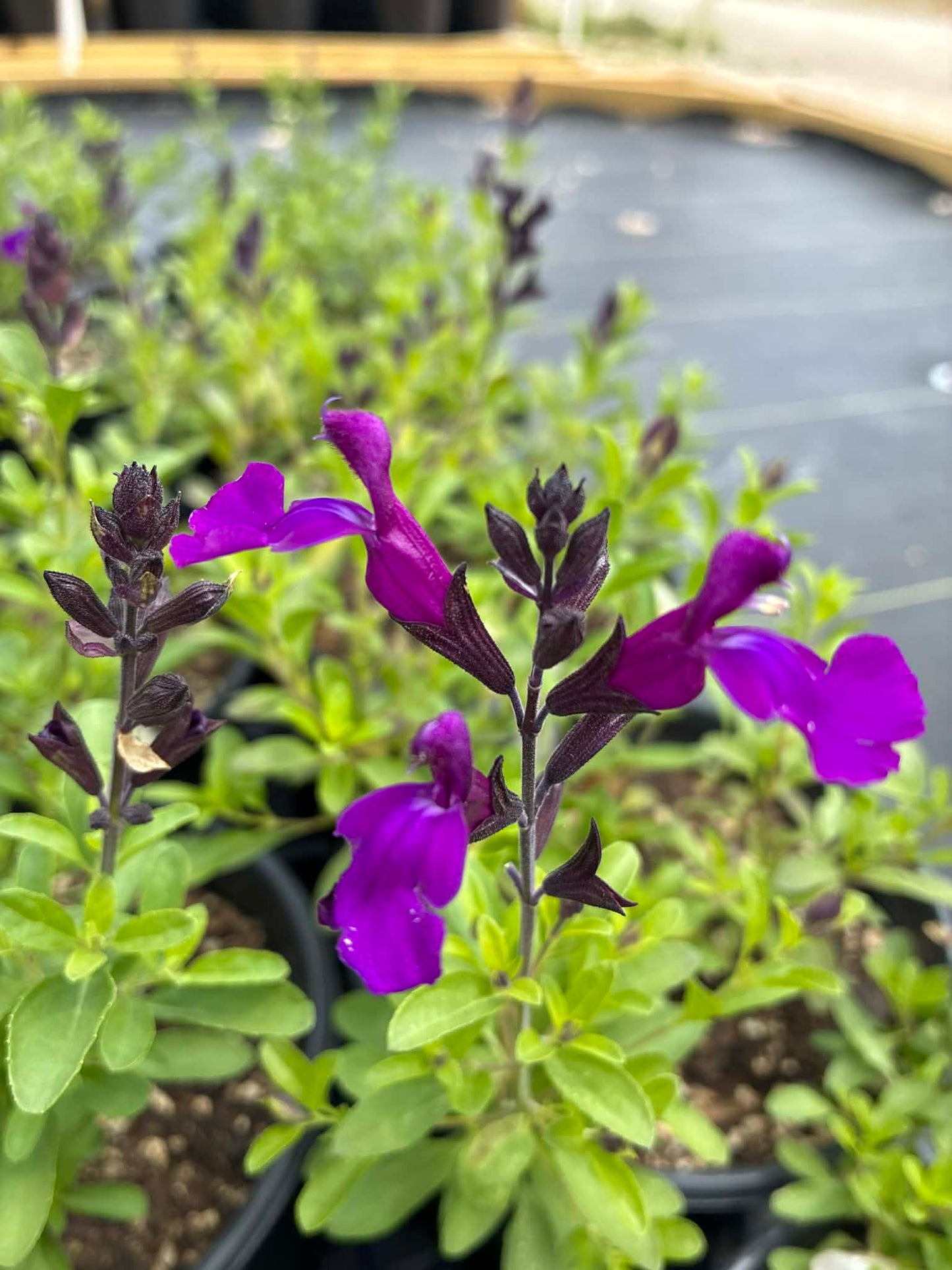 Salvia greggii --Compact Dark Violet Velvet Autumn Sage--